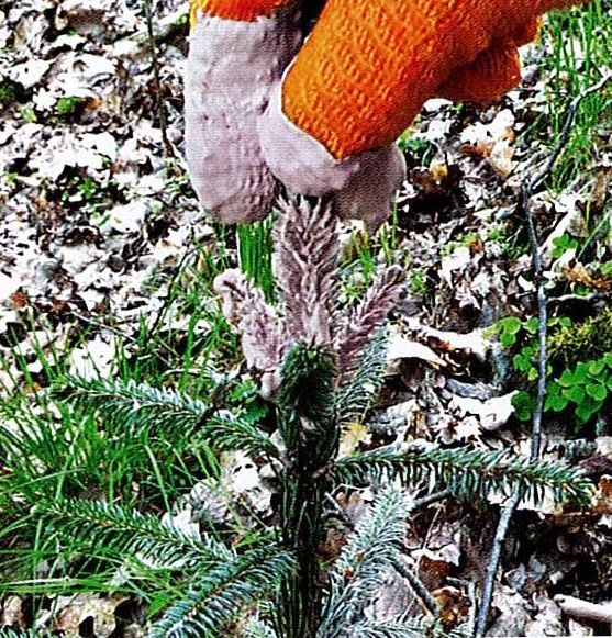 Cervex Forte Anstrich