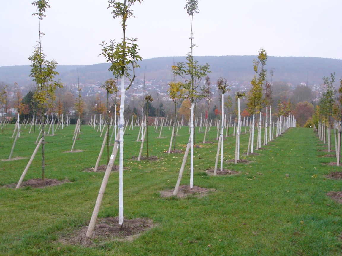 SOMBRERO Stammschutz Plantage