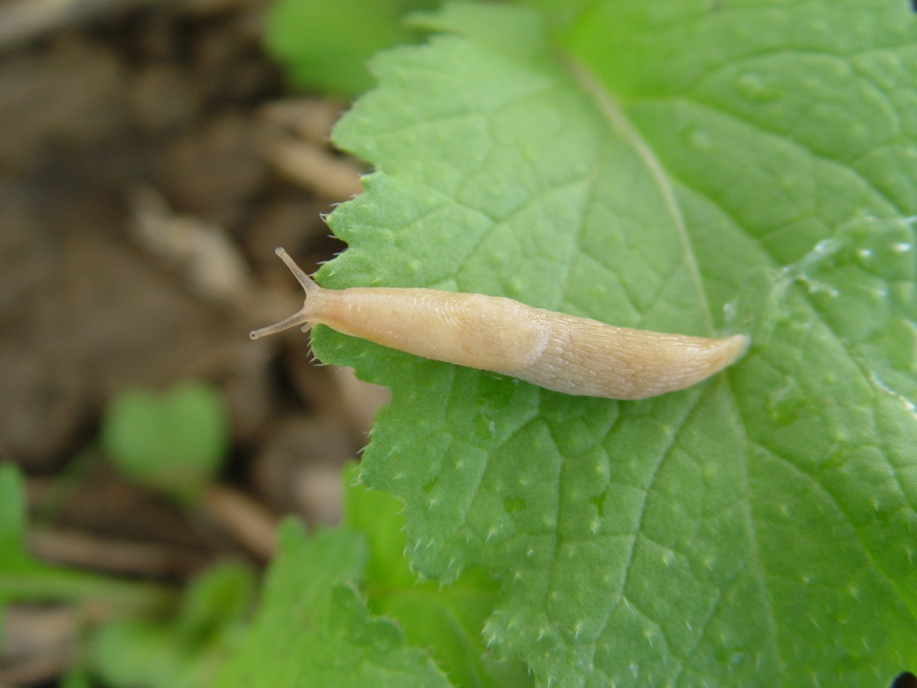 schnecke ackerschnecke